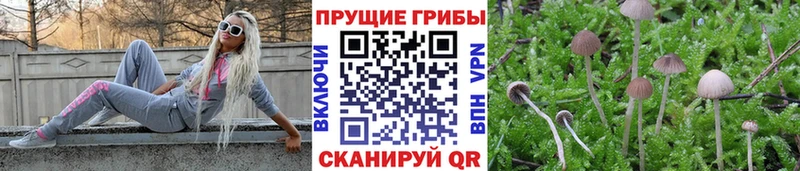 МЕГА tor  что такое   Новоалтайск  площадка как зайти  Псилоцибиновые грибы прущие грибы 